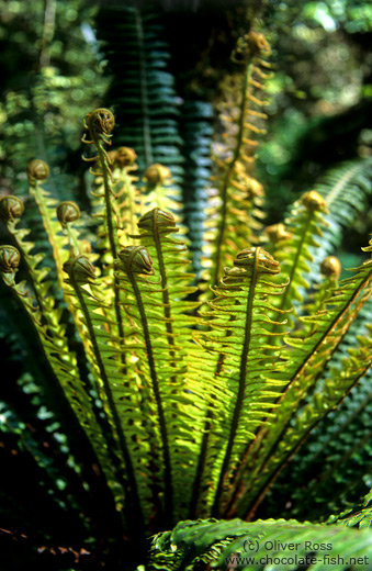 Crownfern uncurling