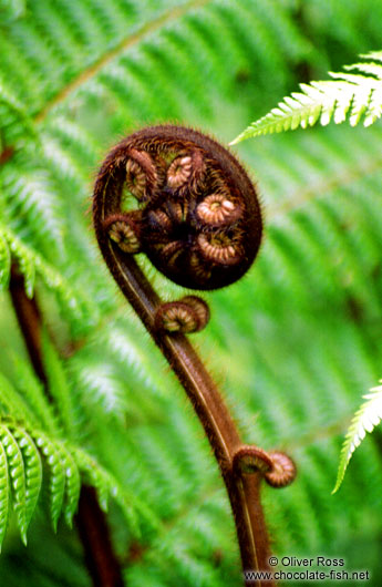 Fern on Heaphy Track