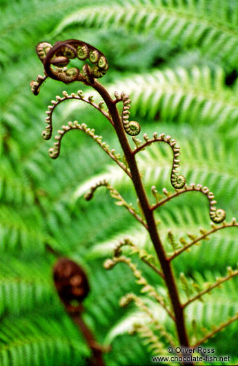 Fern on Heaphy Track