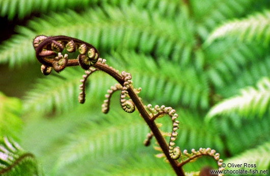 Fern on Heaphy Track