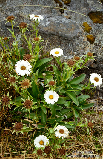 Mountain Daisies