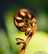 Travel photography:Uncurling fern, New Zealand