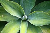 Travel photography:Succulent, New Zealand