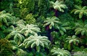 Travel photography:Bush near Silverdale, New Zealand