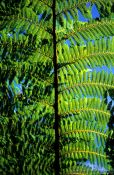 Travel photography:Fern branch against the sky, New Zealand