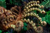 Travel photography:Fern uncurling, New Zealand