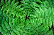 Travel photography:Fern from above, New Zealand