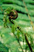 Travel photography:Uncurling fern, New Zealand