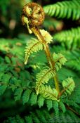 Travel photography:Uncurling fern, New Zealand