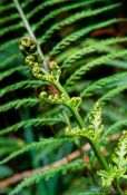 Travel photography:Small uncurling fern, New Zealand