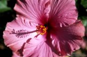 Travel photography:Hibiscus flower, New Zealand