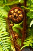 Travel photography:Uncurling fern near Franz Josef Glacier, New Zealand