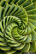 Travel photography:Succulent in Nelson, New Zealand