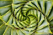 Travel photography:Succulent in Nelson, New Zealand