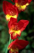 Travel photography:Flower, New Zealand