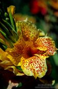 Travel photography:Ginger tulip, New Zealand