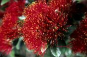 Travel photography:Pohutukawa flower in Wenderholm Regional Park, New Zealand