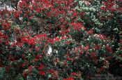 Travel photography:Pohutukawa tree in Wenderholm regional park, New Zealand