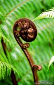 Travel photography:Fern on Heaphy Track, New Zealand