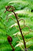 Travel photography:Fern on Heaphy Track, New Zealand