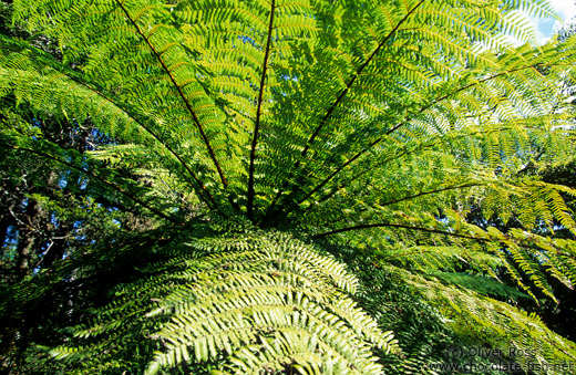 Panga (tree fern)