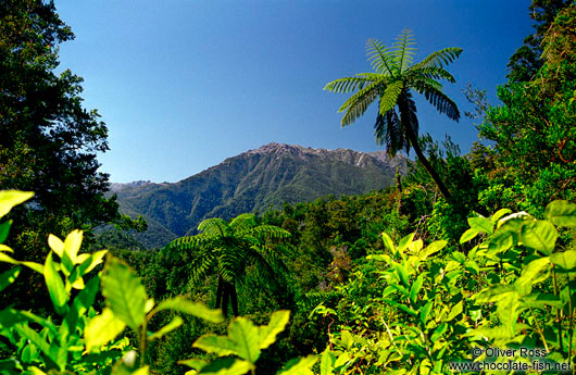 View from Heaphy Track