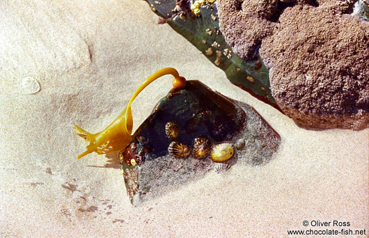 Small bull kelp attached to a rock on Stewart Island