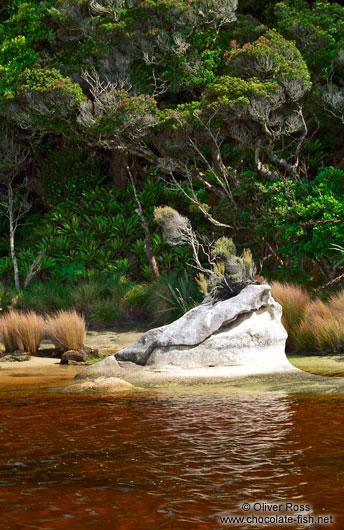 Small island in a black-water river on Stewart Island