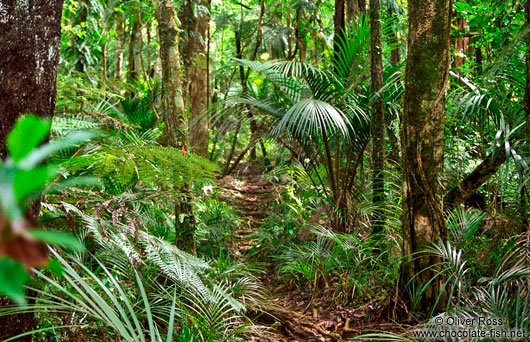 Ferns on the Inland Pack Track