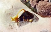 Travel photography:Small bull kelp attached to a rock on Stewart Island, New Zealand