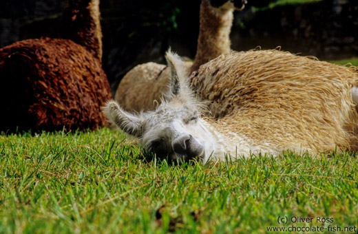 Llama dosing at Machu Picchu