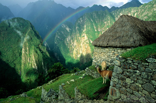 Llamas at Machu Picchu