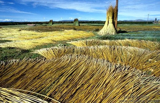 Reed harvest near Puno at the Lake Titikaka