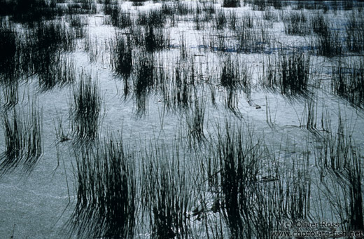 Reeds against the light in Lake Titikaka