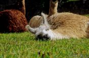 Travel photography:Llama dosing at Machu Picchu, Peru