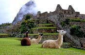 Travel photography:Llamas at Machu Picchu, Peru