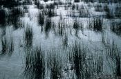 Travel photography:Reeds against the light in Lake Titikaka, Peru