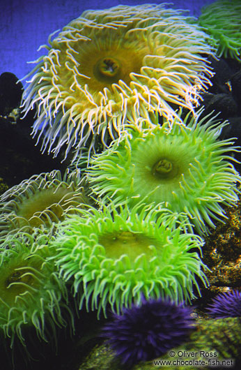 Sea anemones inside Lisbon aquarium
