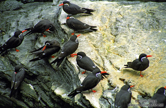 Inca terns (Larosterna inca) in the Lisbon Aquarium