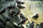 Travel photography:Inca terns (Larosterna inca) in the Lisbon Aquarium, Portugal