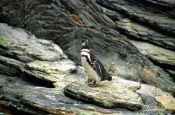 Travel photography:Magellanic Penguin (Spheniscus magellanicus) in the Lisbon Aquarium, Portugal