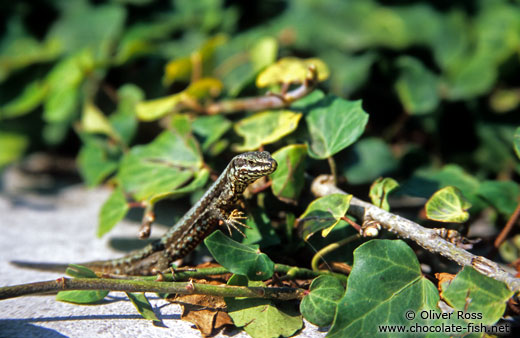 A lizard sunning itself