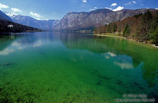 Bohinjsko lake