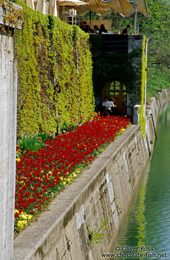 Flower bed along the river in Ljubljana
