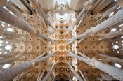 Travel photography:Barcelona Sagrada Familia ceilling, Spain