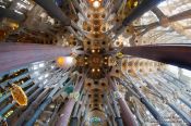 Travel photography:Barcelona Sagrada Familia ceilling, Spain