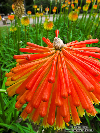 Flowers in Barcelona´s Montjuïc park