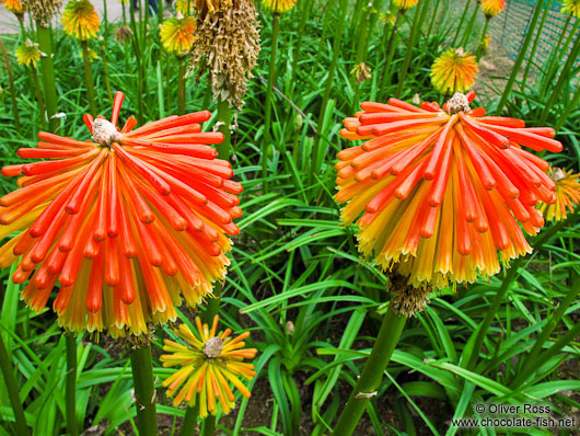 Flowers in Barcelona´s Montjuïc park