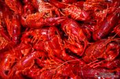 Travel photography:Shrimps at the Bilbao food market, Spain