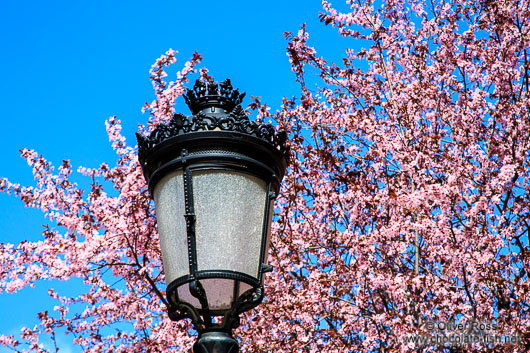 Flowering trees in Salamanca